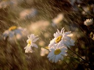 Download Wet Daisies / Flowers