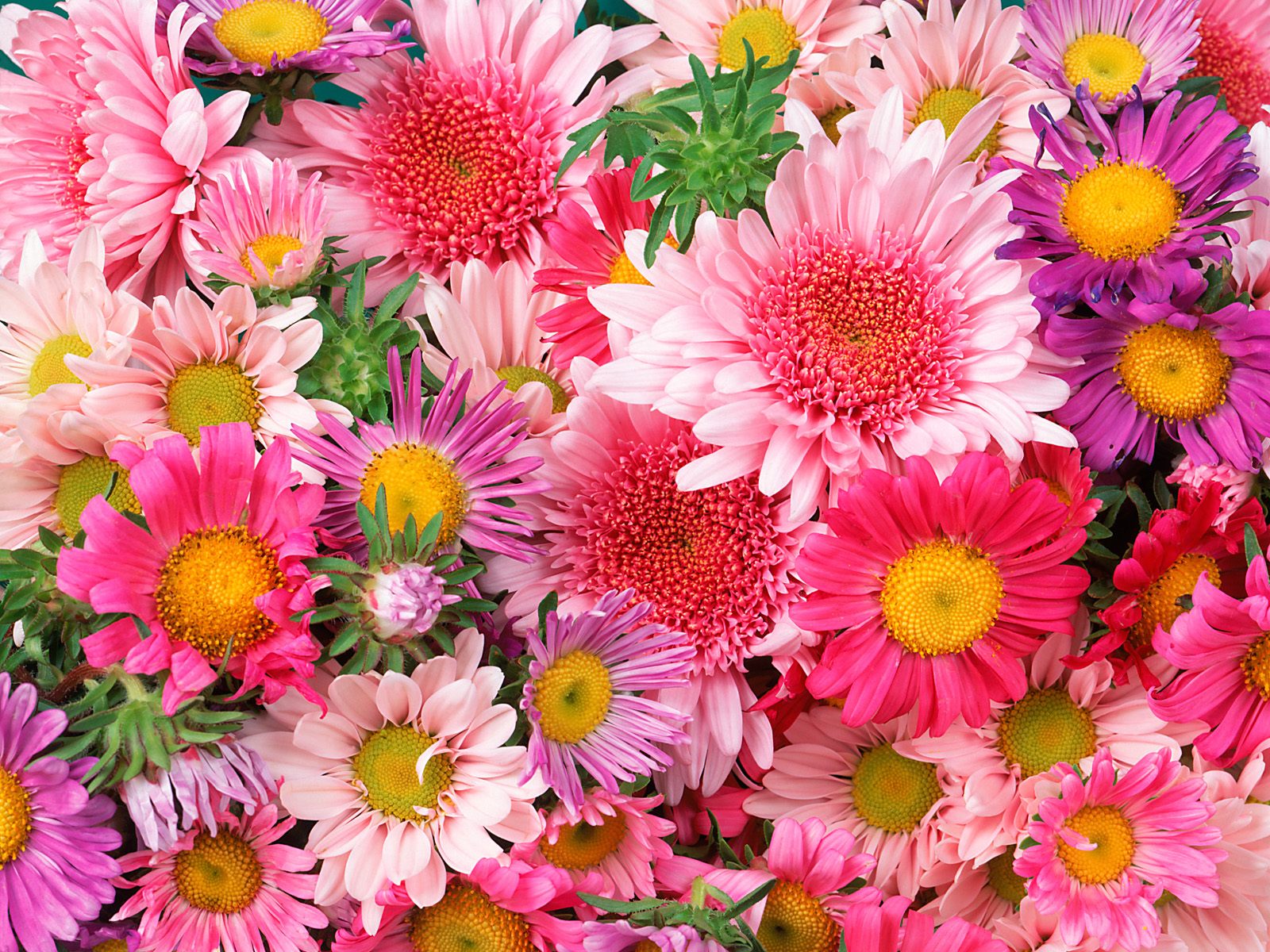 Download High quality Flowers wallpaper / Nature / 1600x1200