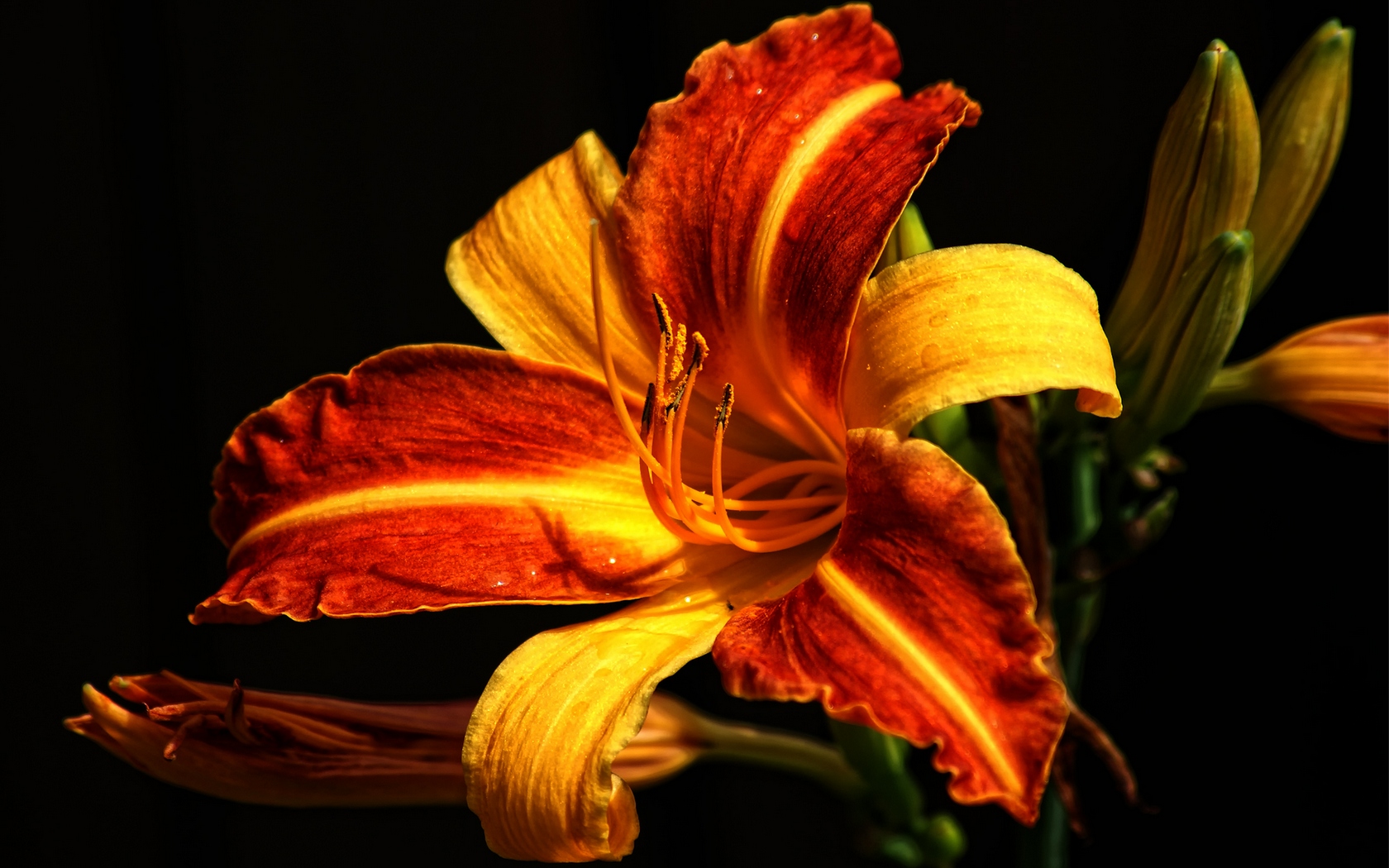 Download full size Red lily Flowers wallpaper / 1680x1050