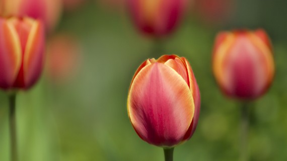 Free Send to Mobile Phone tulips Flowers wallpaper num.405