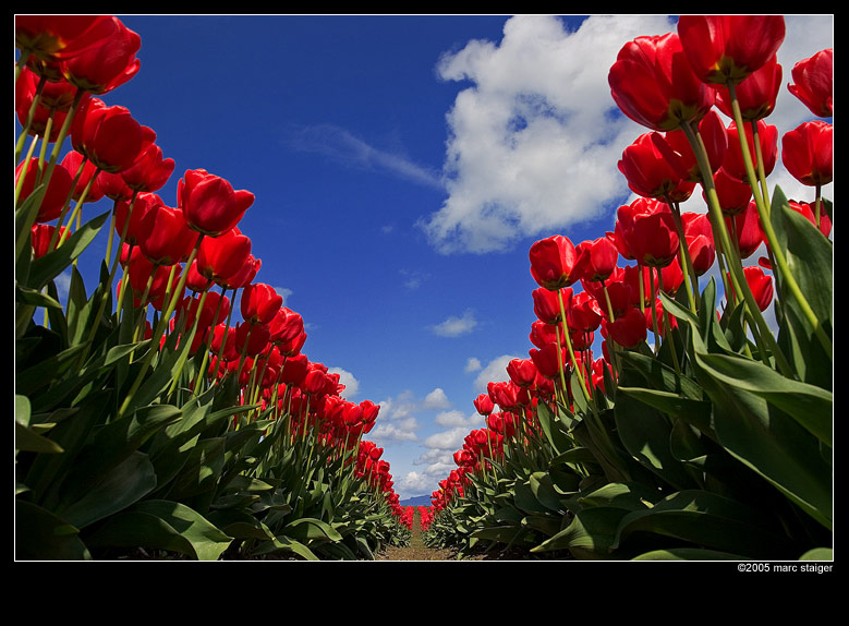 Full size Flowers wallpaper / Nature / 779x574