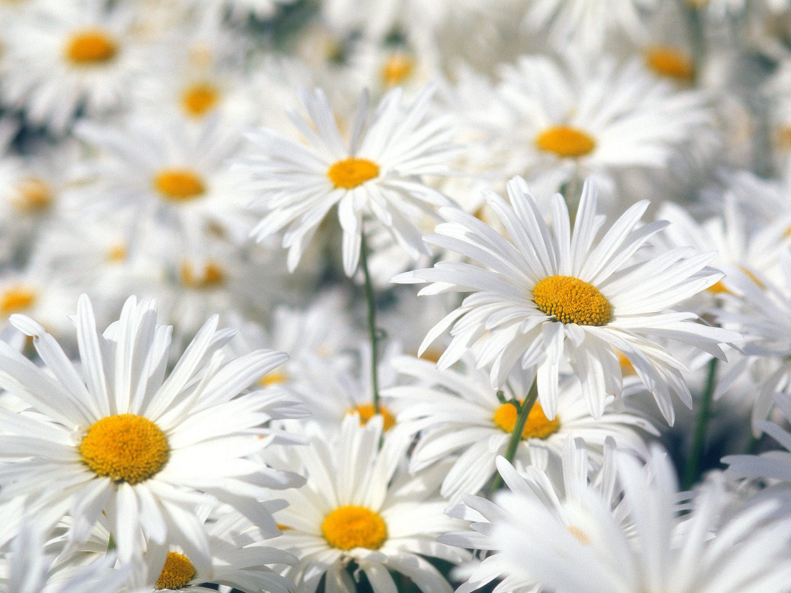 Download full size Plentiful Oxeye Daisies Flowers wallpaper / 1600x1200