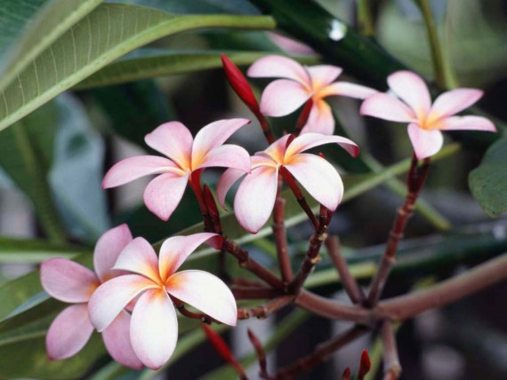 Free Send to Mobile Phone Frangipani Flowers Flowers wallpaper num.400