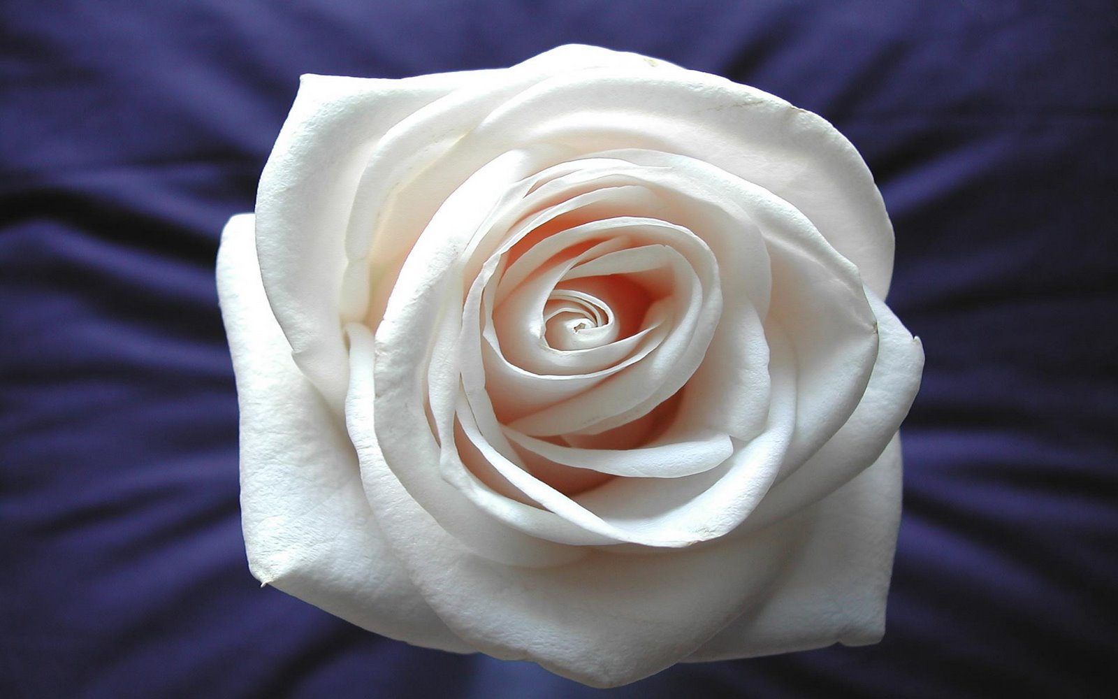 Download full size White Rose Flowers wallpaper / 1600x1000