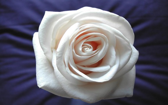 Free Send to Mobile Phone White Rose Flowers wallpaper num.391