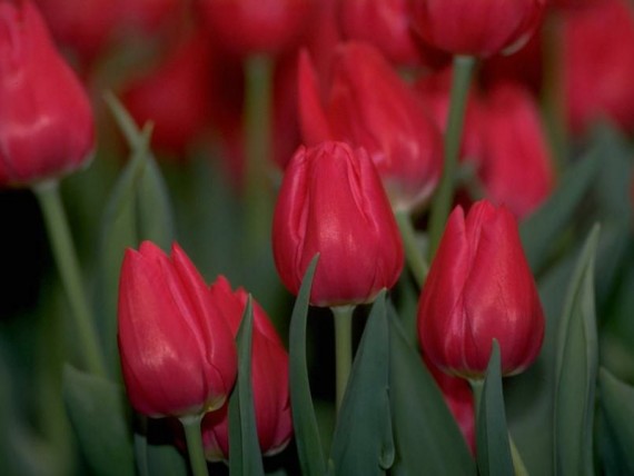 Free Send to Mobile Phone Flowers Nature wallpaper num.8