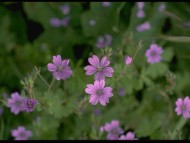 Flowers / Nature