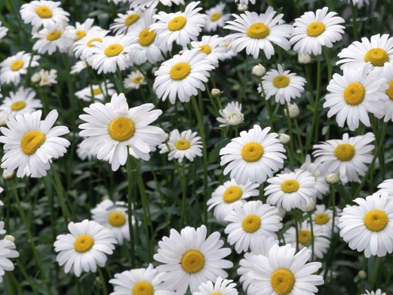 Free Send to Mobile Phone Oxeye Daisies Flowers wallpaper num.388