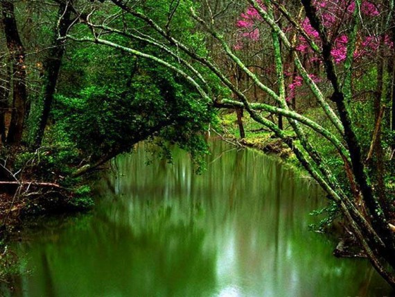 Free Send to Mobile Phone Forest Nature wallpaper num.9