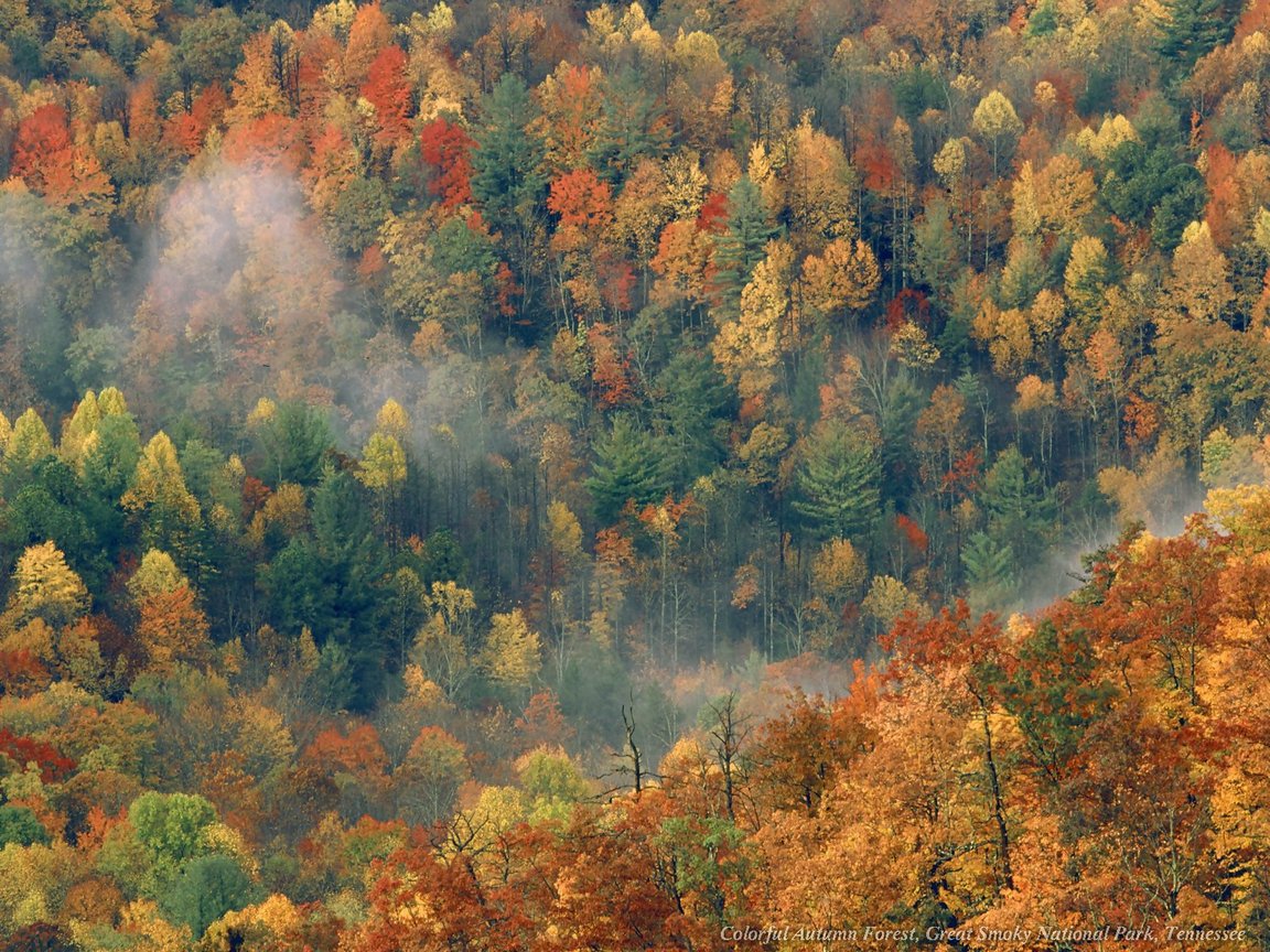 Full size Forest wallpaper / Nature / 1152x864