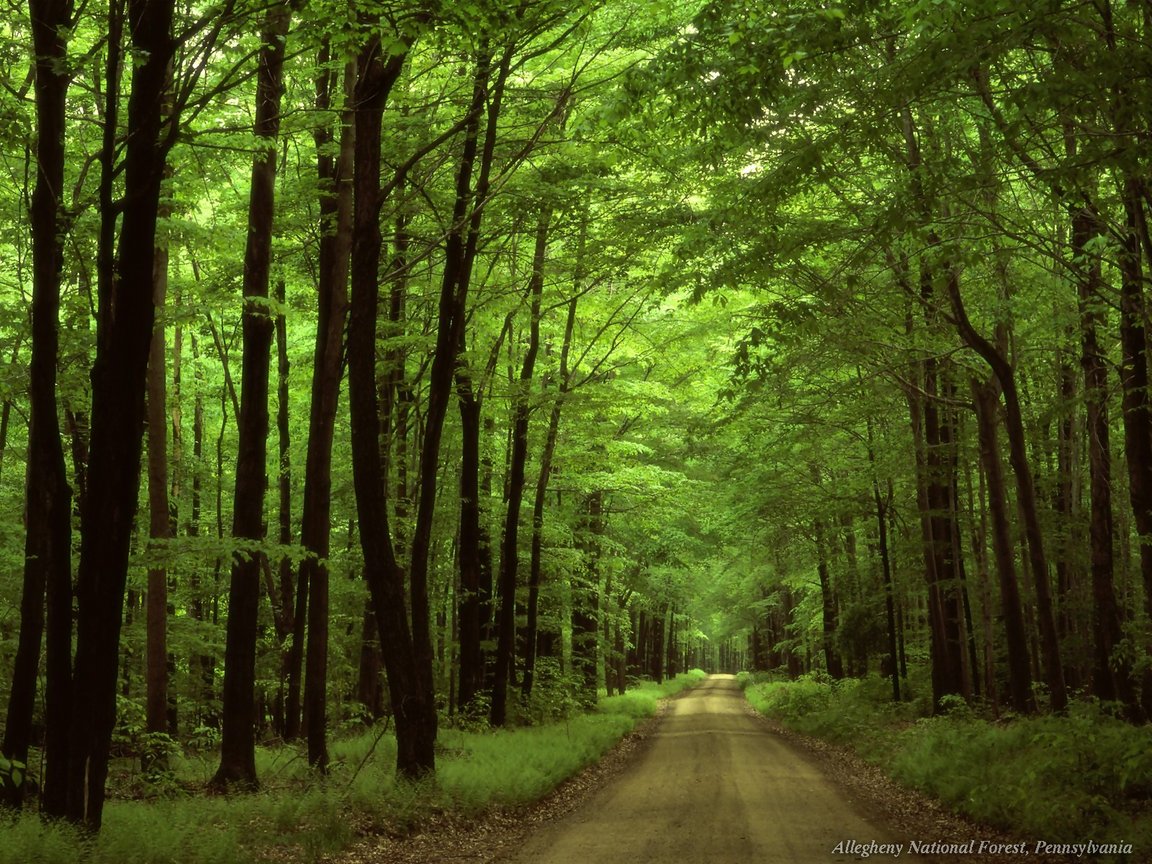 Full size Forest wallpaper / Nature / 1152x864
