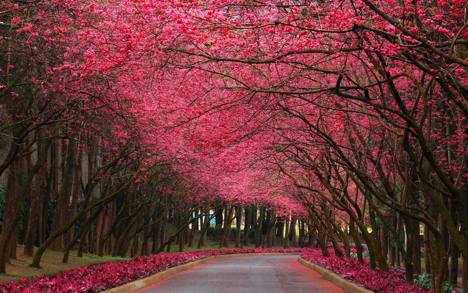 Download full size Pink Forest wallpaper / 1920x1200