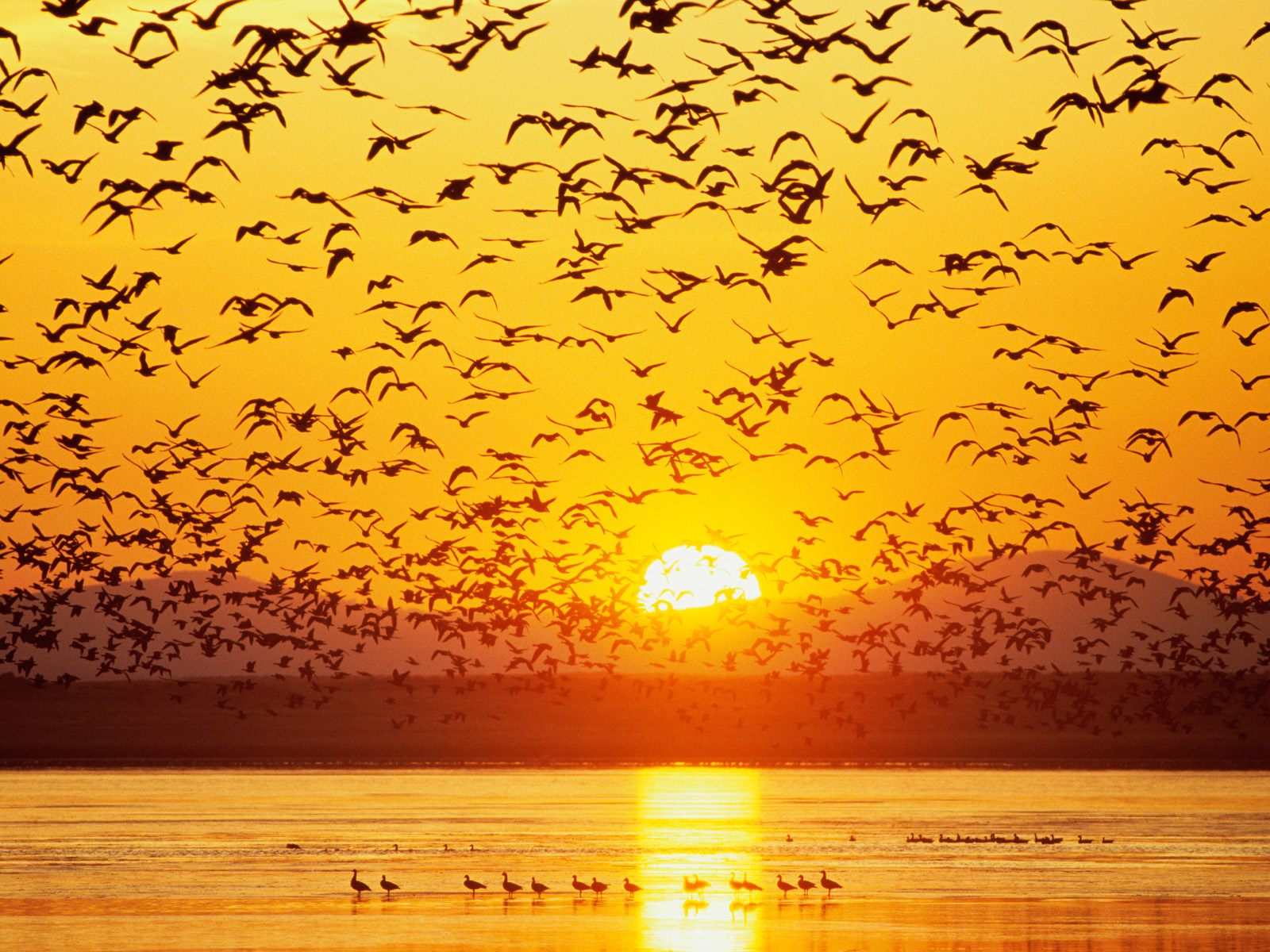 Download full size Canada Geese, Tule Lake, National Wildlife Refuge, California, Sunset, Flock Birds Lakes wallpaper / 1600x1200