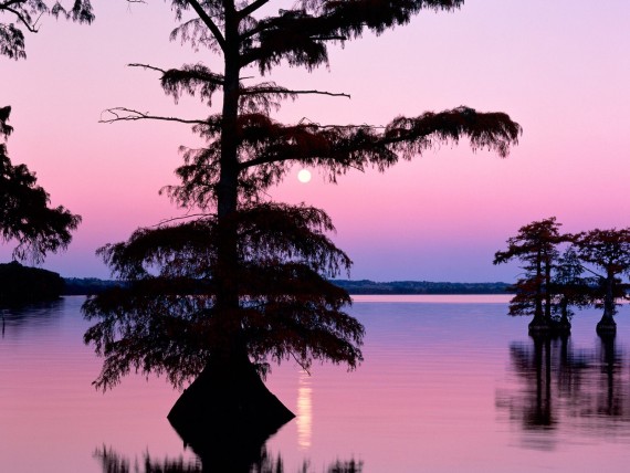Free Send to Mobile Phone Bald Cyprus Trees, Reelfoot Lake, Tennessee, Dusk Lakes wallpaper num.78
