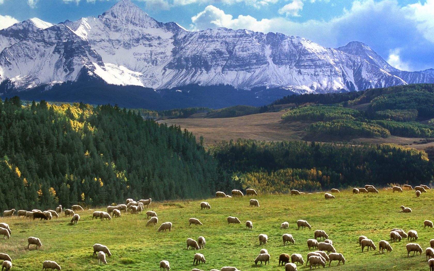 Download High quality Grazing Sheep, Last Dollar Road, Colorado, USA Mountains wallpaper / 1680x1050