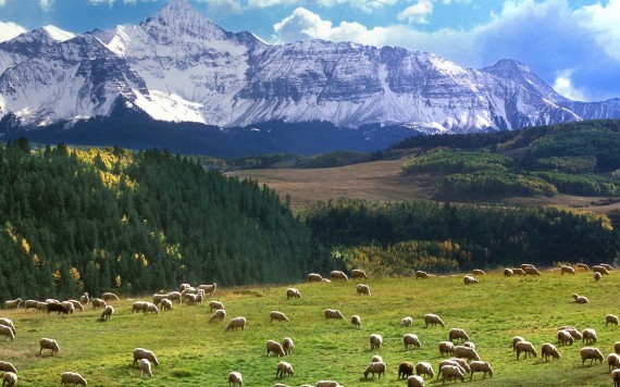 Free Send to Mobile Phone Grazing Sheep, Last Dollar Road, Colorado, USA Mountains wallpaper num.291