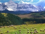 Download Grazing Sheep, Last Dollar Road, Colorado, USA / Mountains