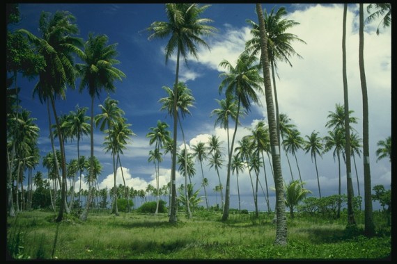 Free Send to Mobile Phone Palms Nature wallpaper num.28