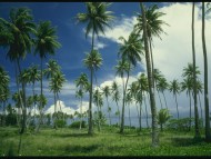 Palms / Nature