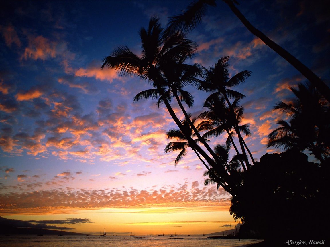 Full size Palms wallpaper / Nature / 1152x864