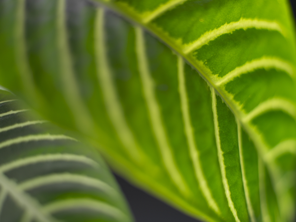 Download TigerLea Plants wallpaper / 1024x768