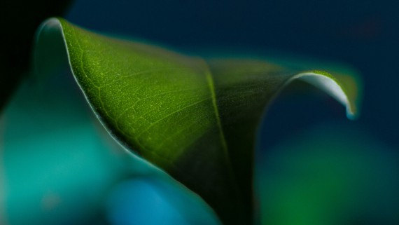 Free Send to Mobile Phone plant leaf macro green Plants wallpaper num.137
