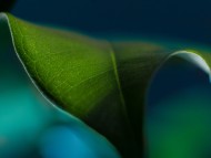 plant leaf macro green / Plants