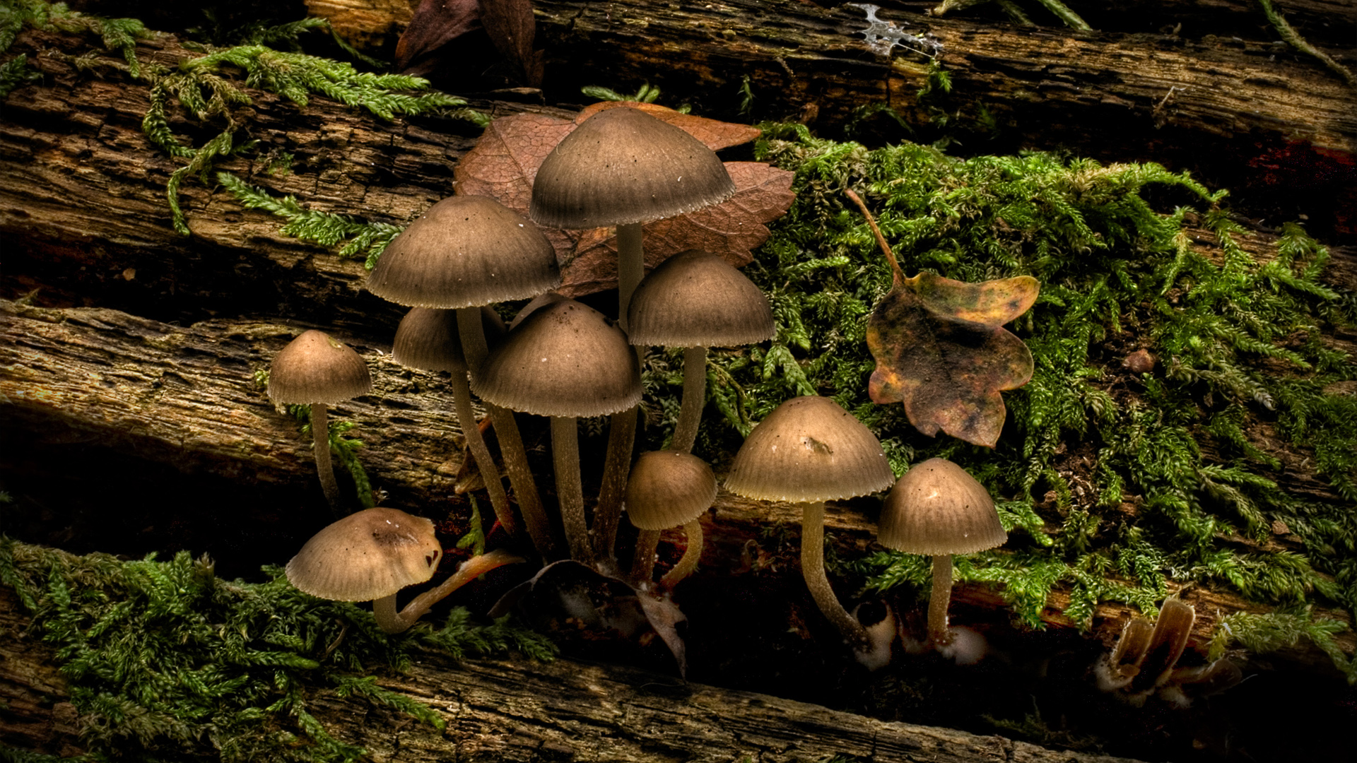 Download full size mushrooms Plants wallpaper / 1920x1080