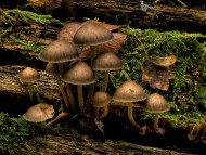 mushrooms / Plants