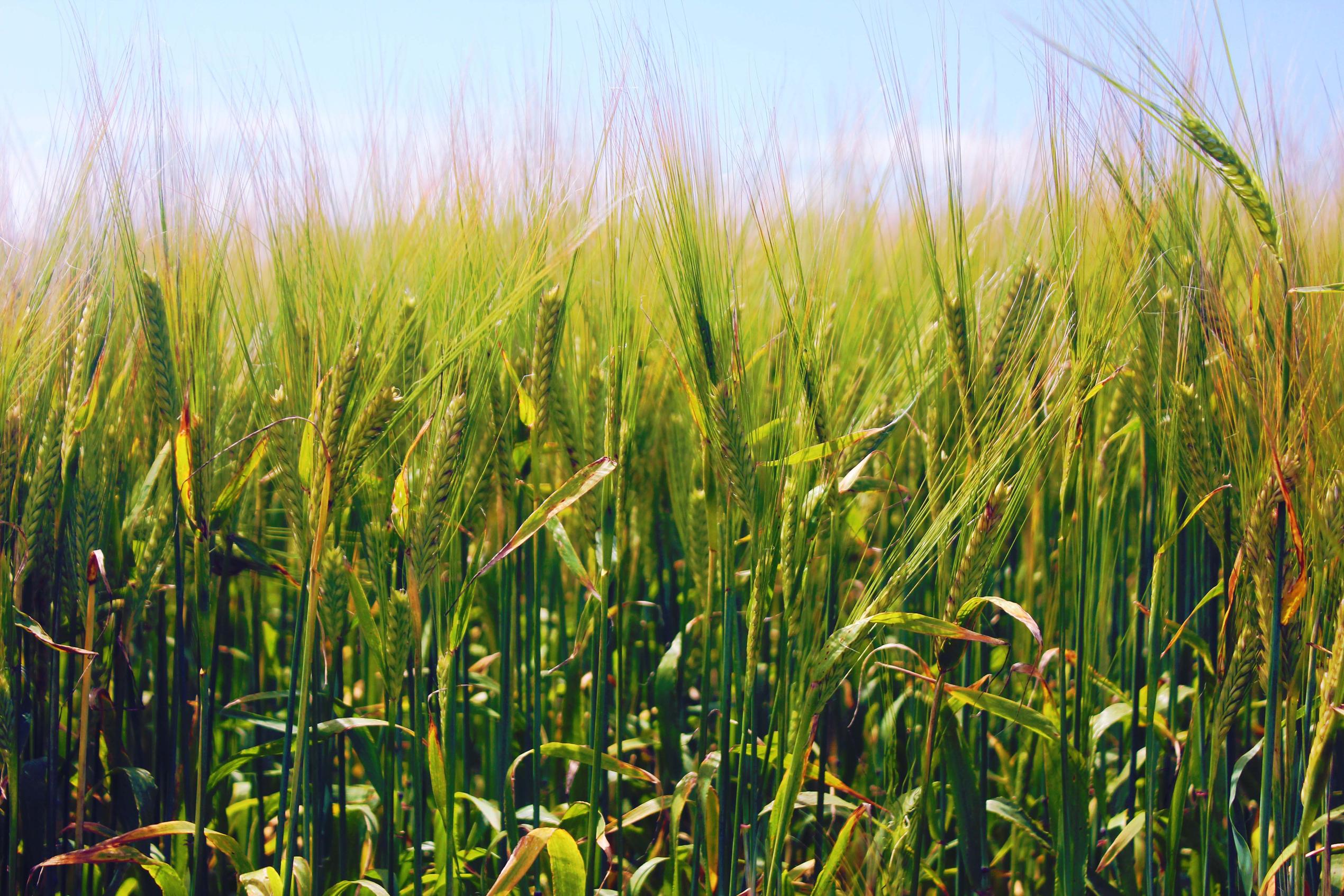 Download High quality Barley field Plants wallpaper / 2540x1693