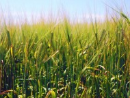 Barley field / Plants