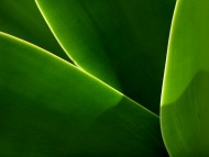 Download Plants / Nature