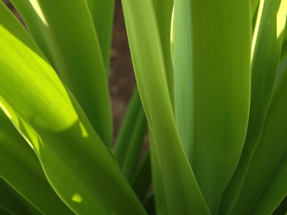 Free Send to Mobile Phone GreenPla Plants wallpaper num.127