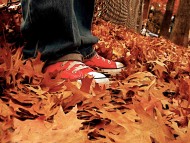 Download Autumn / Seasons