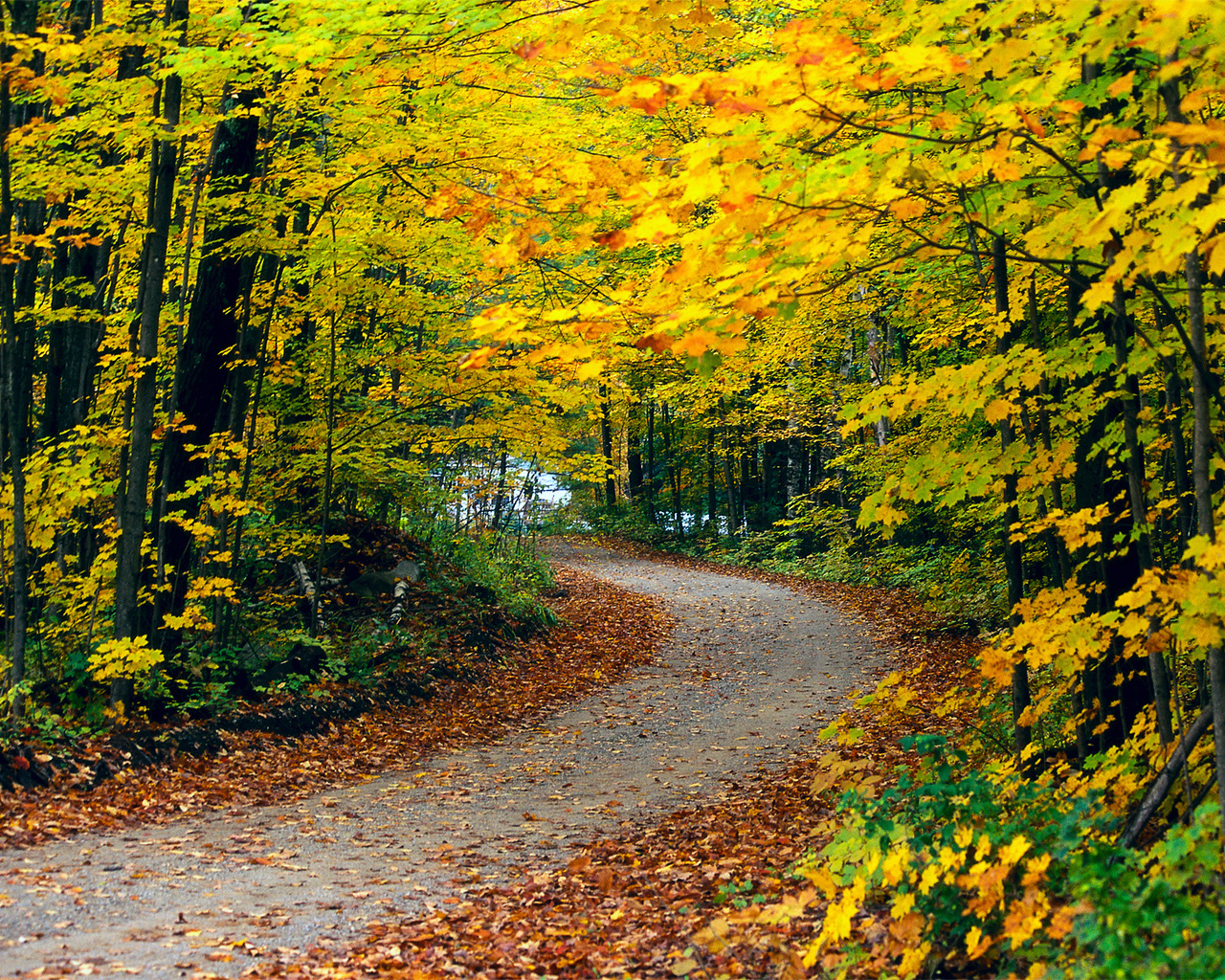 Download High quality Autumn Seasons wallpaper / 1280x1024