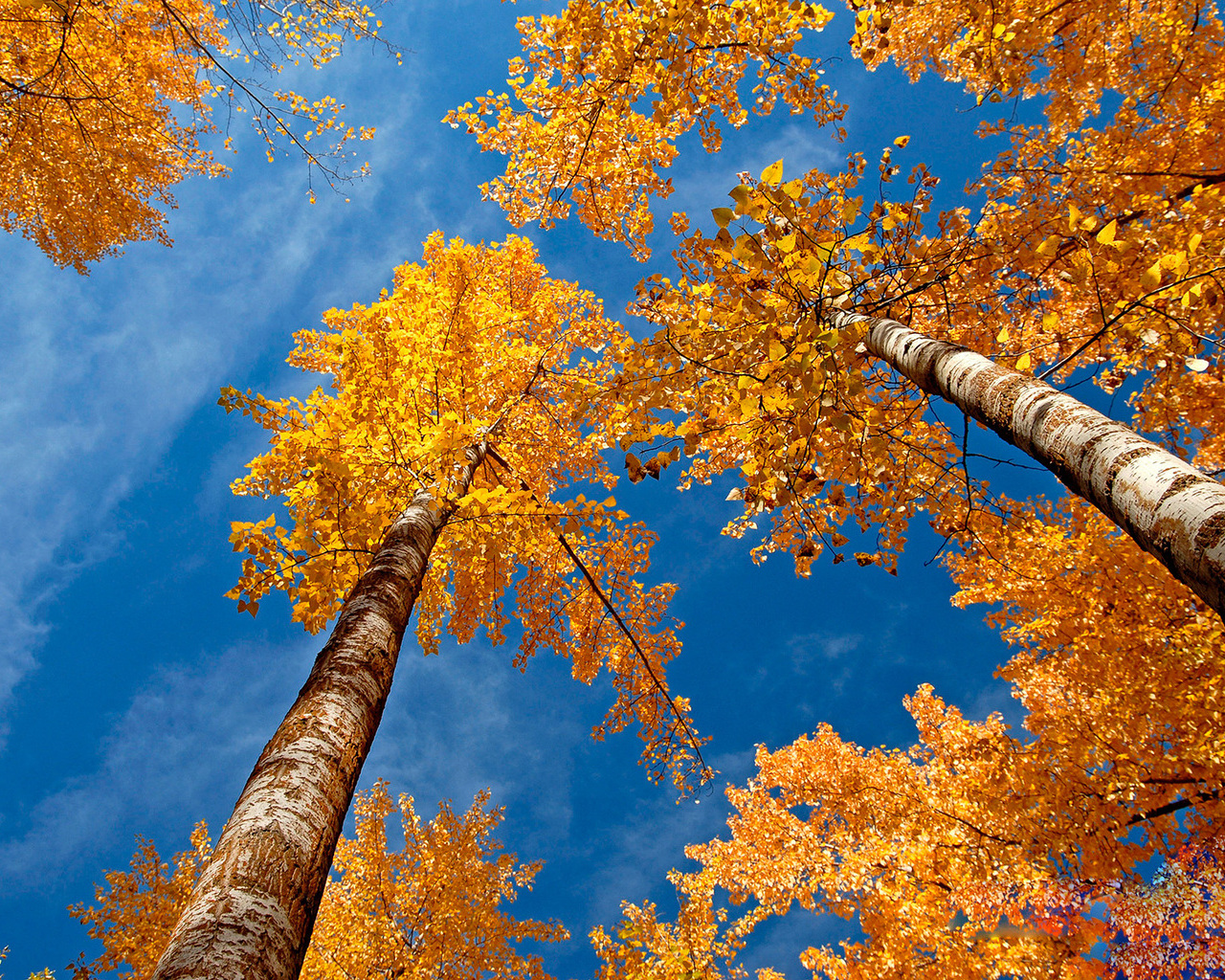 Download full size Autumn Seasons wallpaper / 1280x1024