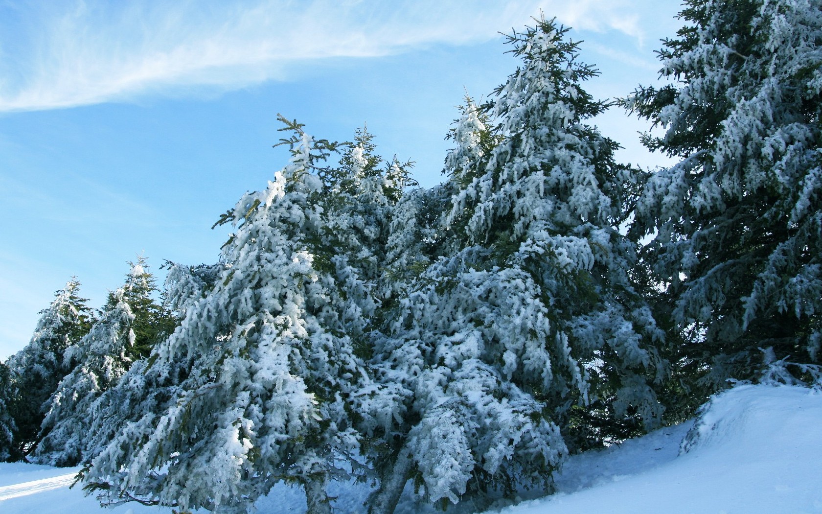 Download High quality Winter Pine Seasons wallpaper / 1680x1050