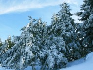 Download Winter Pine / Seasons