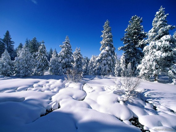 Free Send to Mobile Phone Snow Nature wallpaper num.8