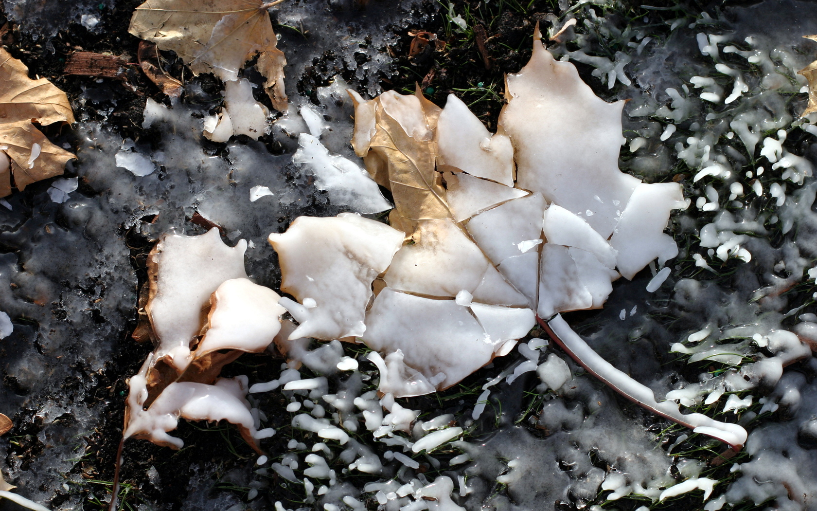 Download full size Maple leaf caught in ice Snow wallpaper / 1680x1050