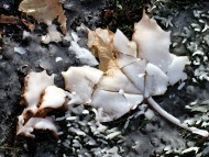 Maple leaf caught in ice / Snow