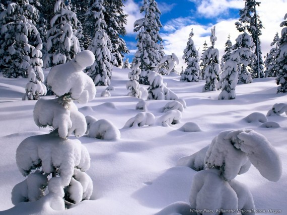 Free Send to Mobile Phone Snow Nature wallpaper num.16