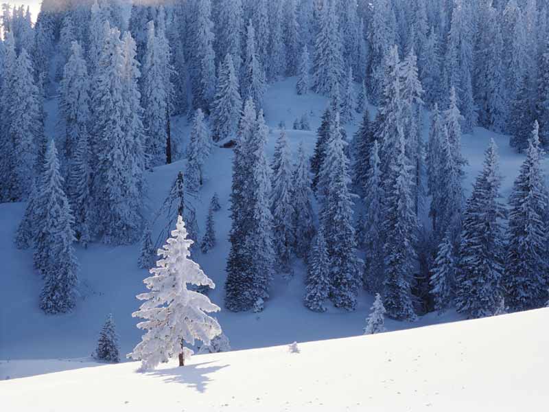 Full size Snow wallpaper / Nature / 800x600