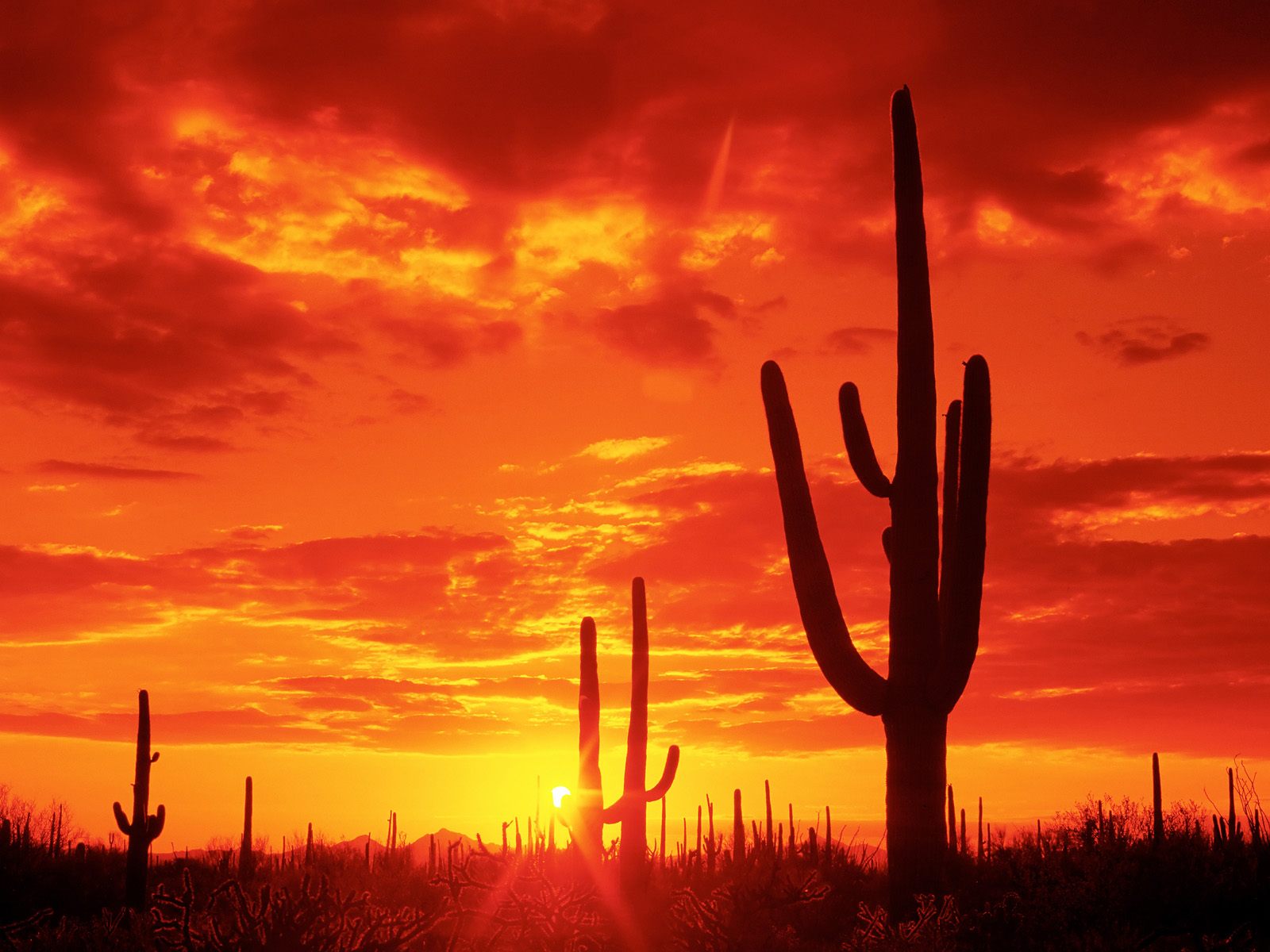 Download full size Burning Sunset, Saguaro National Park. Arizona Sunset wallpaper / 1600x1200