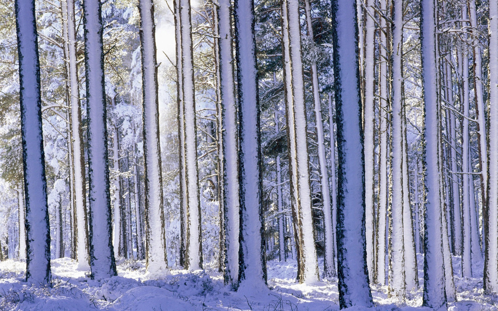 Download HQ Winter wallpaper / Nature / 1920x1200