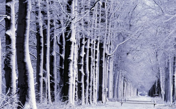 Free Send to Mobile Phone Winter Nature wallpaper num.10