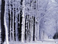 Winter / Nature