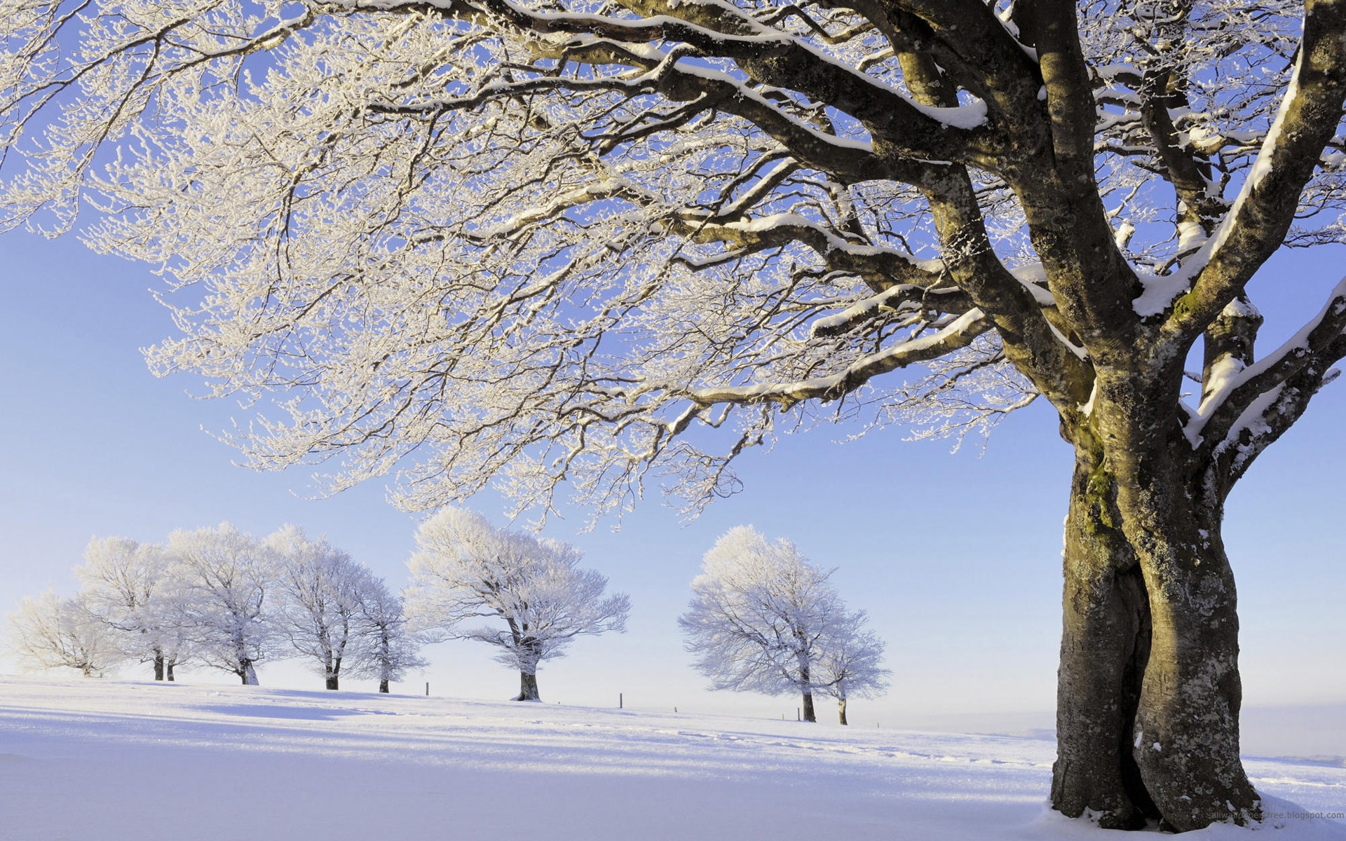 Download full size Winter wallpaper / Nature / 1920x1200