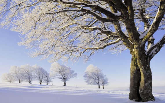 Free Send to Mobile Phone Winter Nature wallpaper num.22