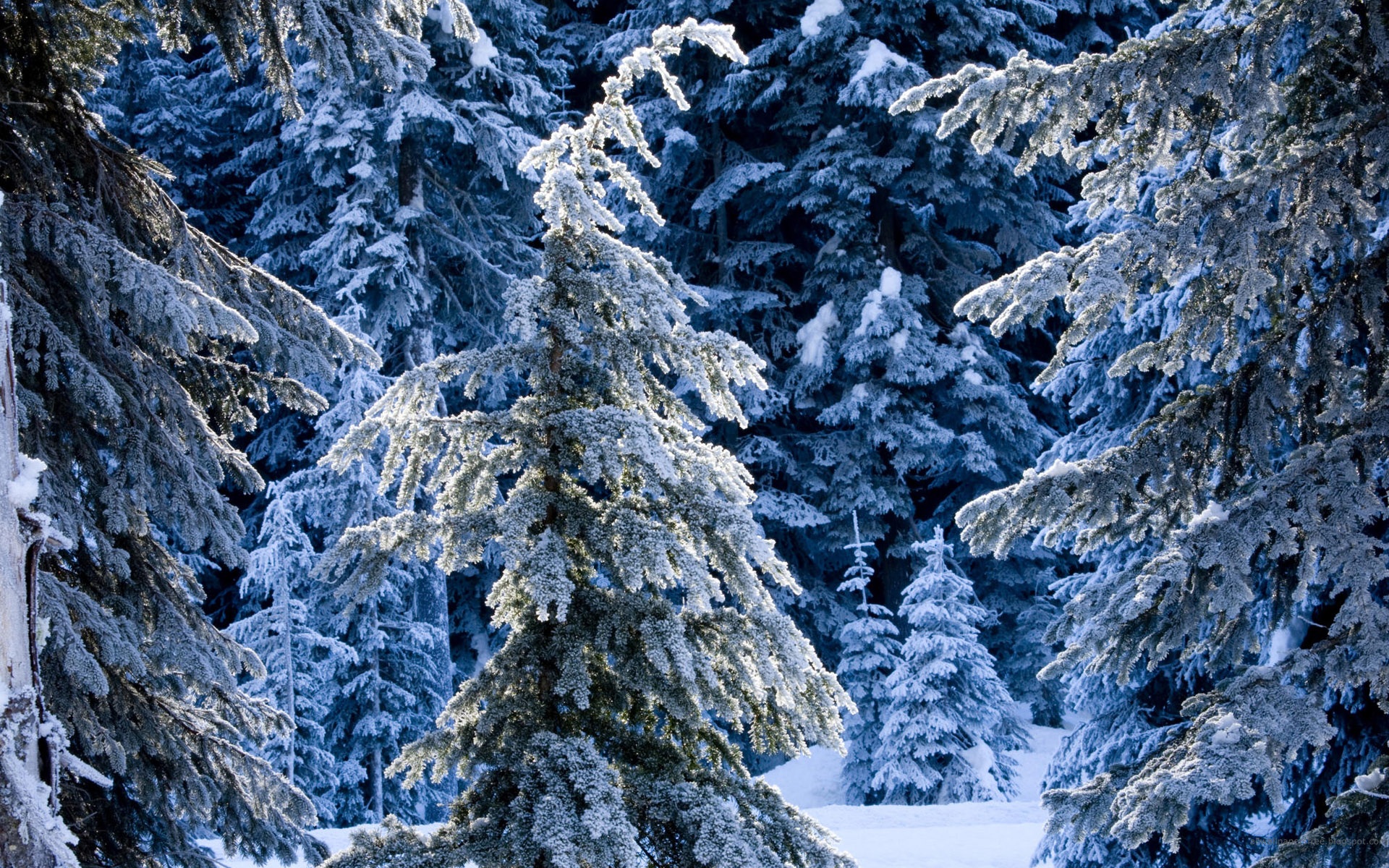 Download full size Winter wallpaper / Nature / 1920x1200